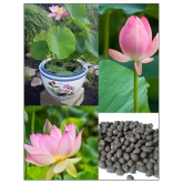 Lotus Seeds pink - Indoor For Home Garden - 10 Seeds