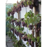 Grape Seeds Fruit Plant Seeds For Home Garden Kitchen Garden Fruit - 20 seed