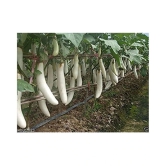 White Long Brinjal (Bengan) Eggplant Hybrid - 50 Seeds