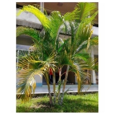 V Square Retail ARECA PALM VERY POPULAR EASY TO GROW A CHARMING Tree Seeds