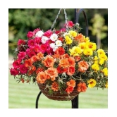 Portulaca Flower Seeds F1 Hybrid Summer Flower Seeds for Home Gardening Pack of 50 Seeds Packet