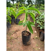 Brunei King Mango Plant (4kg)