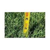 Italian RyeGrass F1 Hybrid Pack Of 500