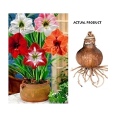 homeagro - Amaryllis Flower ( 5 Seeds )