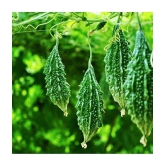 CLASSIC GREEN EARTH - Bitter Gourd Vegetable ( 15 Seeds )