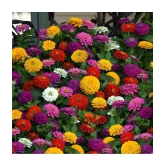 homeagro - Zinnia Mixed Flower ( 20 Seeds )