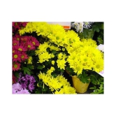 Chrysanthemum Morifolium Flower Plant 40 Seeds with growing cocopeat