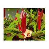 homeagro - Lady Finger Vegetable ( 50 Seeds )