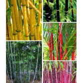 OhhSome Colorful Garden Lucky Bamboo Bonsai Plant Seeds - 10 Seeds + Instruction Manual