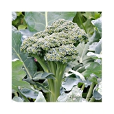 Broccoli hybrid seeds - 50 seed