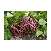 Recron Seeds - Creeper Bean Vegetable ( 15 Seeds )