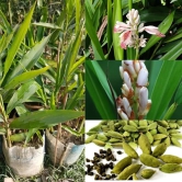 Indian Elaichi Plant For Gardening(Cardamom)