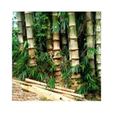 SHOP 360 GARDEN Dendrocalamus strictus / Male bamboo / Solid bamboo / Calcutta bamboo Seeds - Pack of 20 Seeds