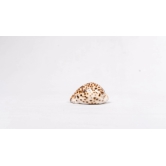 Brown and White Spotted Seashell