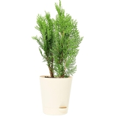 UGAOO Thuja Natural Live Indoor Plant with Pot