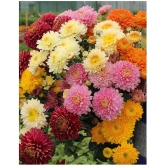 HN organic seed - Chrysanthemum Flower ( 50 Seeds )