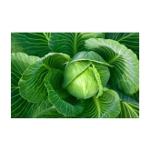 Cabage Pattagobhi vegetable 100 seeds high germination seeds with instruction manual