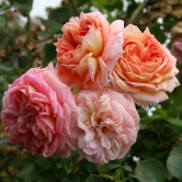 Hybrid Climbing Rose Flower Plants