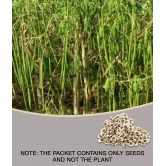 Hybrid PKM 1 Drumstick/Sajna - Moringa Oleifera Pack of 15 Seeds