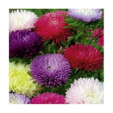 Flower seeds Aster Mix Flower Best Quality Hybrid Seeds Pack of 50