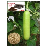 Bottle Gourd F1 Hybrid - 20 seed +soil free - Organic Seeds - For Home And Kitchen Garden | (Pack 20 Seeds) + Instruction Manual