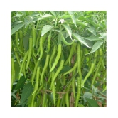 Chilli Jwala - Desi Vegetable 50 Seeds