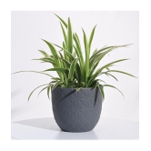 UGAOO Grey Plastic Pots ( Pack of 3 ) - Grey