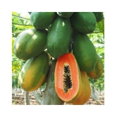 Papaya Seeds thai big red Variety Dwarf Fruit | Pack of 50 seeds