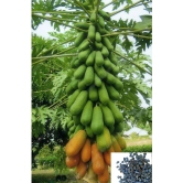 Papaya, Papita  Dwarf Fruit 100 Seeds