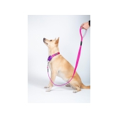 Pets Way Dual Color Leash - Fuschia & Amethyst-XL