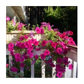 homeagro - Petunia Mixed Flower ( 50 Seeds )