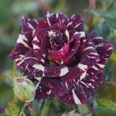 Hybrid Grafted Abracadabra Rose Plant