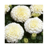 Bijilee F-2 Vanilla White - Flower Seeds Pack Of 30 Seeds