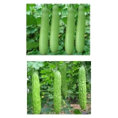 BITTER GOURD BOTTLE GOURD LOUKI AND KARELA COMBO 10-10 SEEDS OF BOTH ITEMS