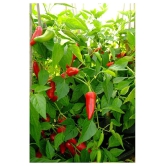 Hot Chili Seeds -Vegetable Bullet Chilli Seeds- 100 Seeds,