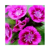 Everwilde Farms Sweet William Winter Flower Seeds with Coco Peat Seed Starter