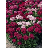 Sweet william flower 50 seeds pack with free Free cocopeat and user manual for your garden