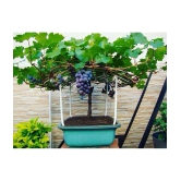 homeagro - Black Grape Fruit ( 20 Seeds )