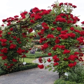 Climbing Rose Flower Plants (Red)