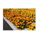 homeagro - Marigold Flower ( 50 Seeds )