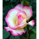 Colour Changing Rose Flower Plant