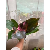 Philodendron Pink Princess 