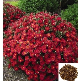 homeagro - Indian Chrysanthemum Mixed Flower ( 50 Seeds )