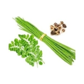 ORGANIC Moringa Seeds ODC3 Variety Hybrid Drumstick Seeds 15 (Saijan ki Phalli,Saragavo)