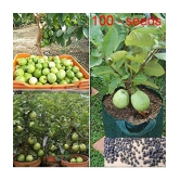 shivam organic seeds - Fruit Seeds ( 100 + seeds )