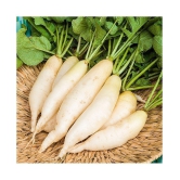 Radish Seeds (20 seeds)