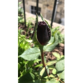 Black Rose Grafting Flower Plant