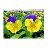 CLASSIC GREEN EARTH - Pansy Flower ( 60 Seeds )