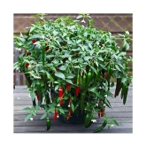 Thai Hot Pepper Seeds 50 Seeds Heirloom Chili Vegetable