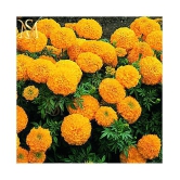 MS. Marigold Seeds MIX 30 seeds